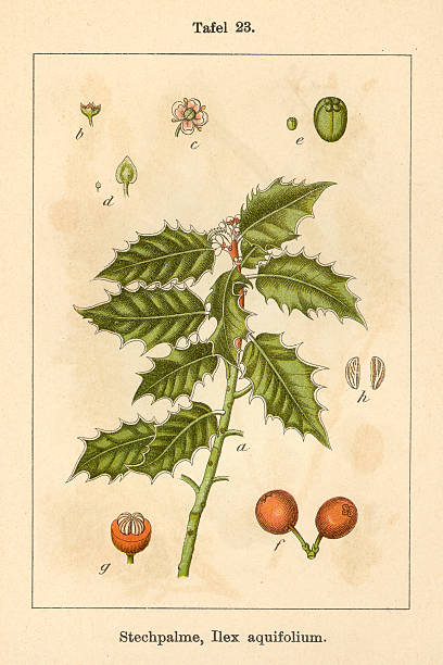 istock Botanic FiA v07 t23 Ilex aquifolium 459432717