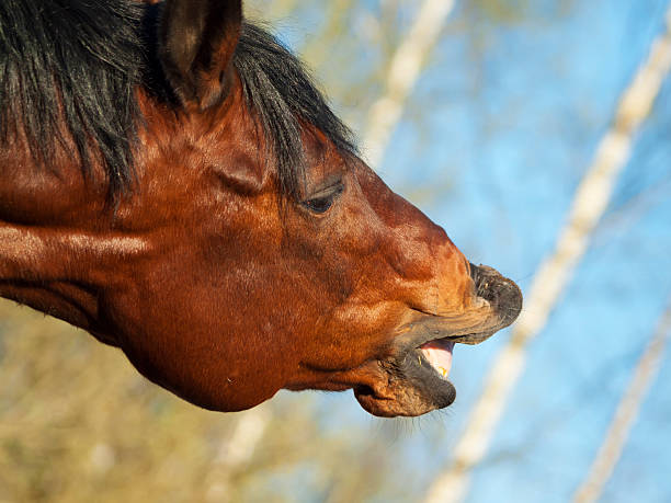 istock horse with a sense of humor 459434231