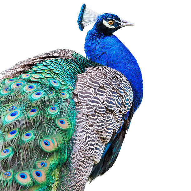 павлин изолированные на белом фоне - close up peacock animal head bird стоковые фото и изображения