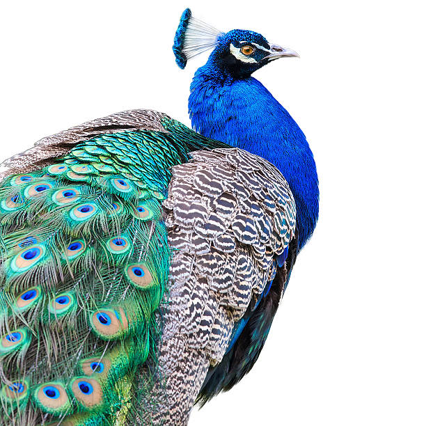 peacock isolated on white background - 藍孔雀 個照片及圖片檔