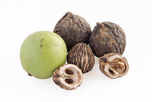 fruits of black walnut tree stock photo