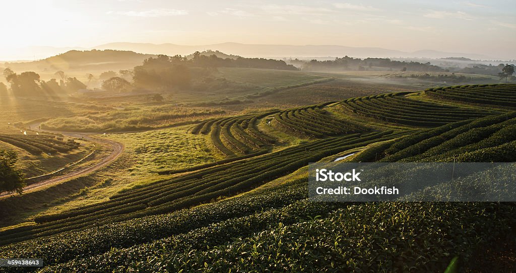 Row tea plantaion in morning A fresh tea plantation in sun rise Agricultural Field Stock Photo