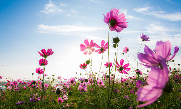 istock The cosmos flower field 459439413