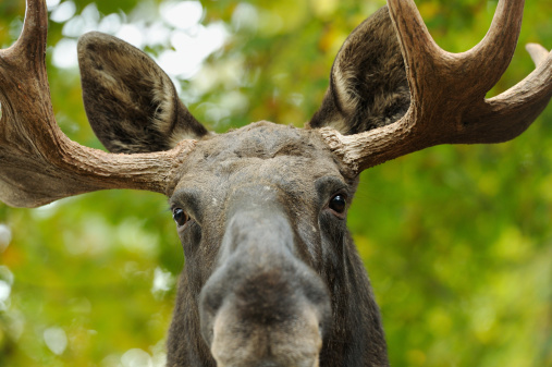 Close up of a moose head.