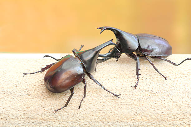 hercules beetle, die krieger von skarabäus fighting - nasicornis stock-fotos und bilder