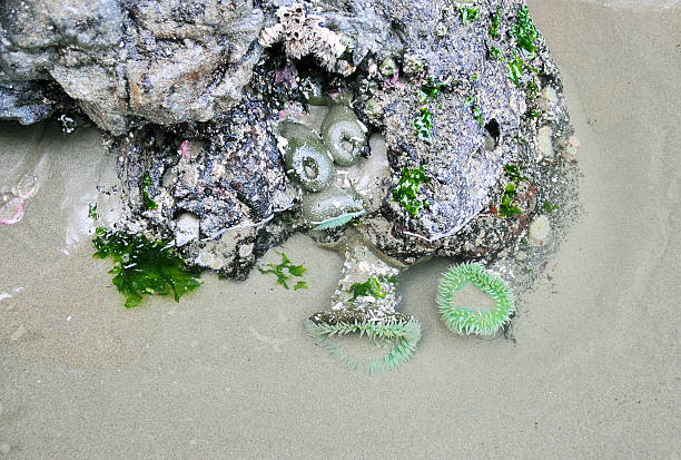 Green Sea Anemones on rocks at low tide