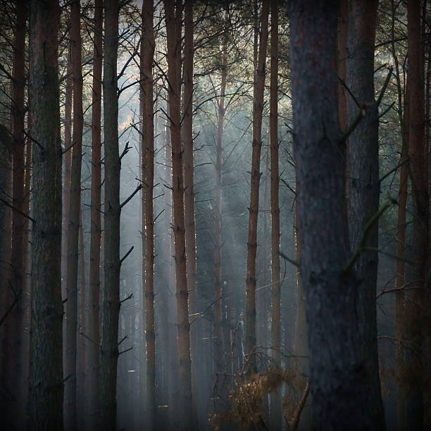 istock Autumn forest of pines in the mist. 459440569