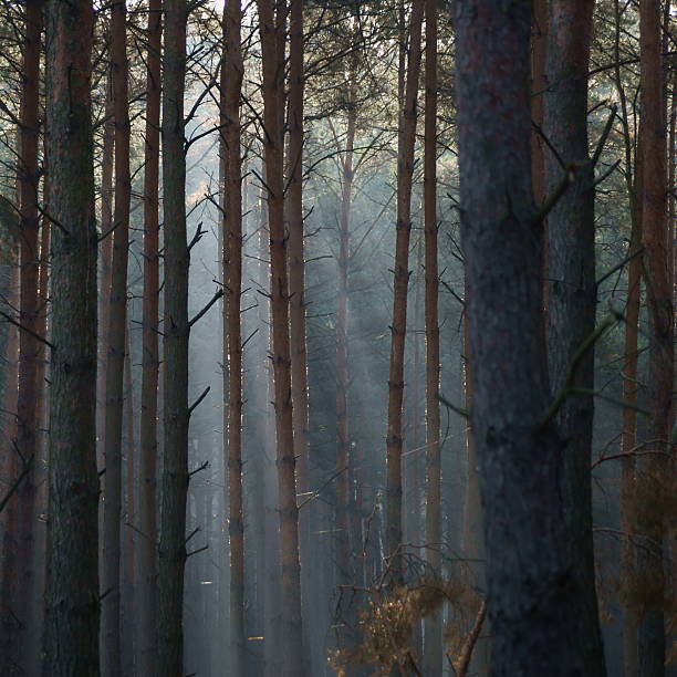 istock Autumn forest of pines in the mist. 459440799