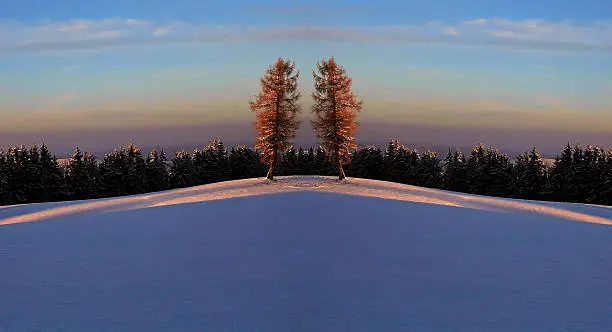 digiart - the twin's trees in the wintry evening sun