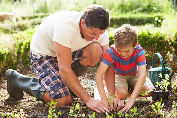 istock Father And Son Planting Seedling In Ground On Allotment 459441633