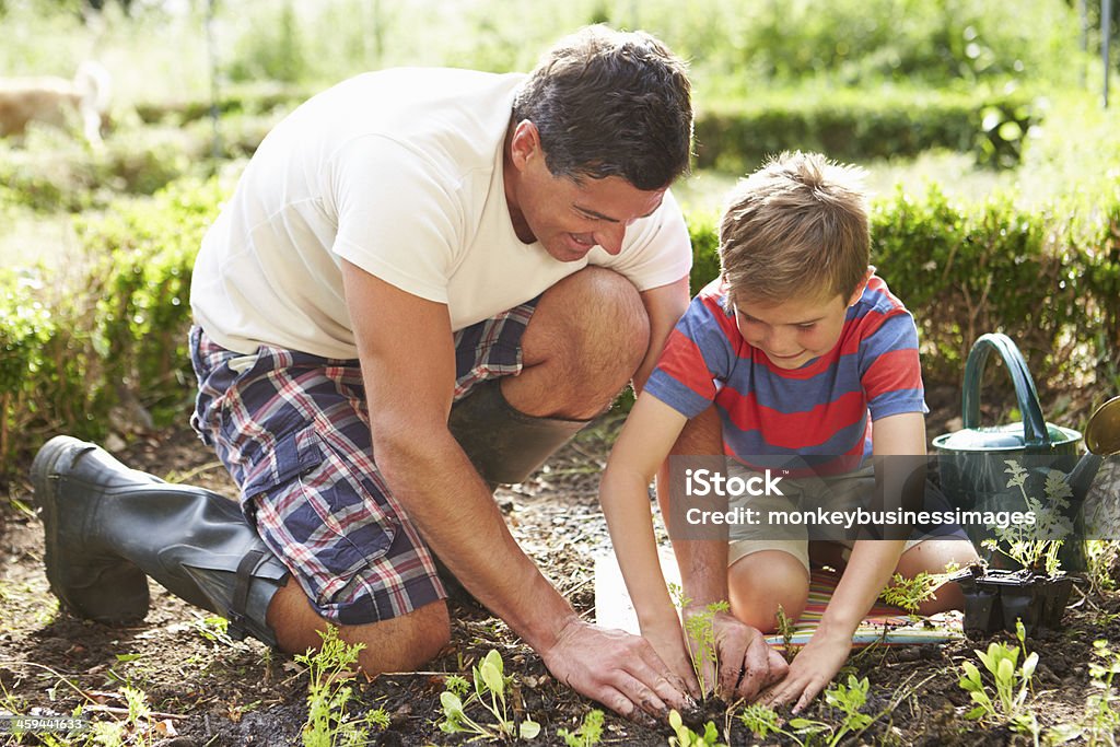 Father And Son Planting Seedling In Ground On Allotment Father And Son Kneeling Down Planting Seedling In Ground On Allotment Father Stock Photo