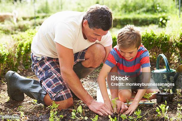 Father And Son Planting Seedling In Ground On Allotment Stock Photo - Download Image Now