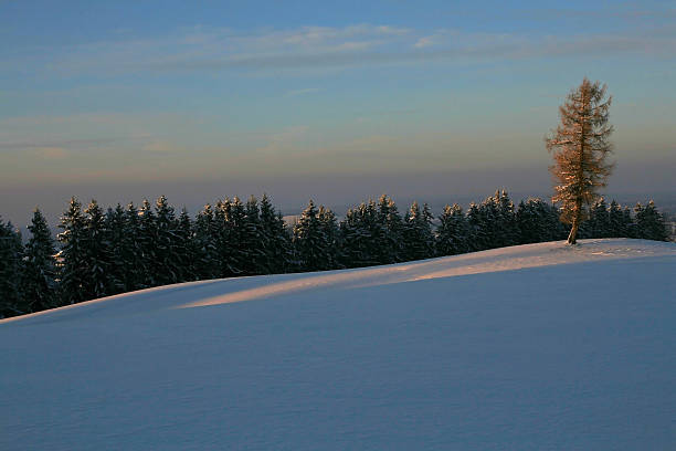 la struttura ad albero - schneelandschaft foto e immagini stock