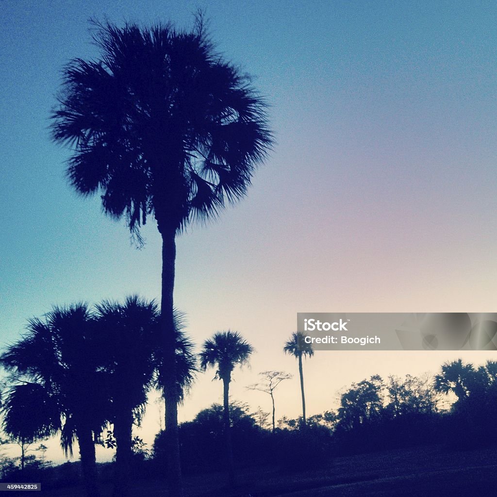 Palm Tree Silhouettes at Dawn en el parque nacional Everglades - Foto de stock de Aire libre libre de derechos