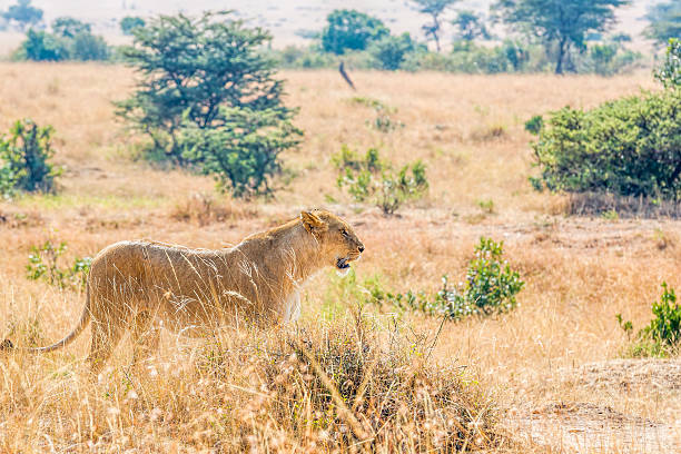 istock Lioness at wild - ready to hunting 459443247