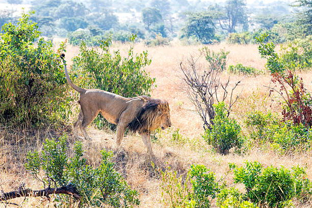 260+ African Lion Foodchain Stock Photos, Pictures & Royalty Biology Diagrams