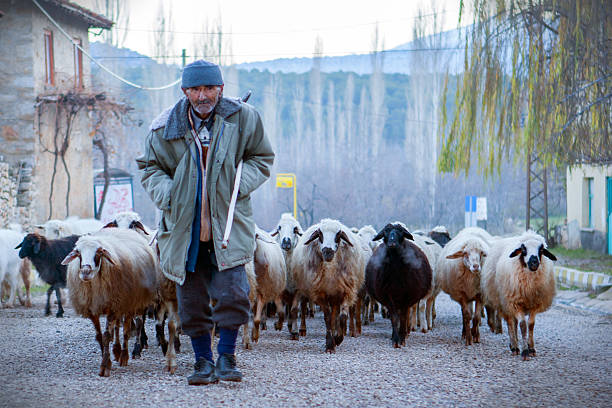 Beysehir,Konya, Turkey - December 10, 2008: Shepherd and his sheep following a single lane road between the trees and house's at winter. They are coming to pasture to their home. Flock of Sheep and shepherd in rural region of Beysehir district at Konya state.