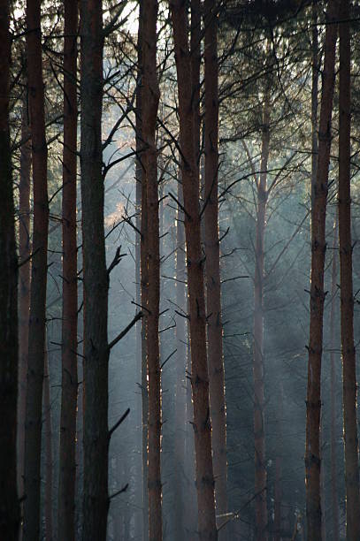 istock Autumn forest of pines in the mist. 459447779