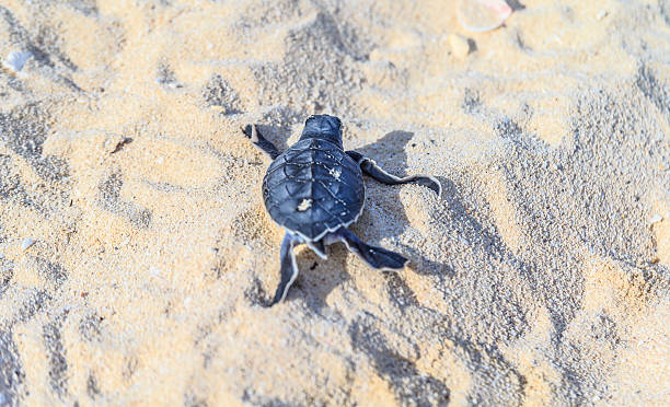 istock Sea turtle newborn.View from Behind. 459447891