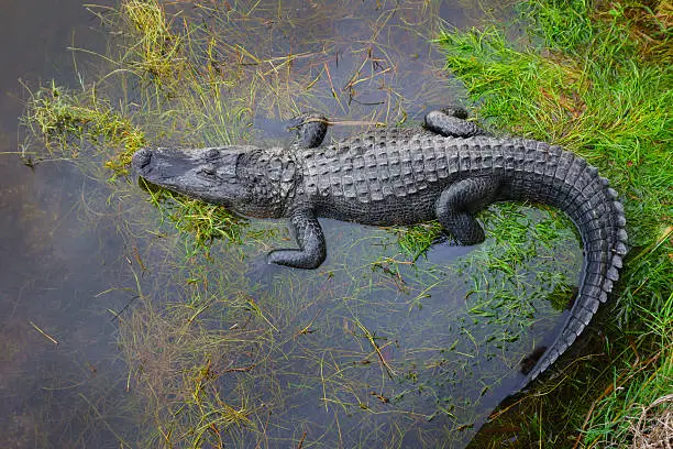 Photo of American Alligator in the Everglades Florida
