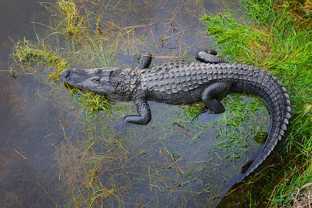 everglades, floryda - american alligator zdjęcia i obrazy z banku zdjęć