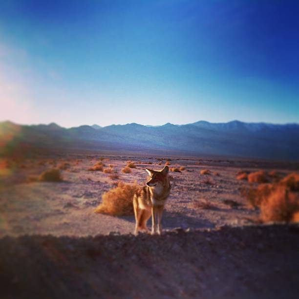 койот в долине смерти - coyote desert outdoors day стоковые фото и изображения