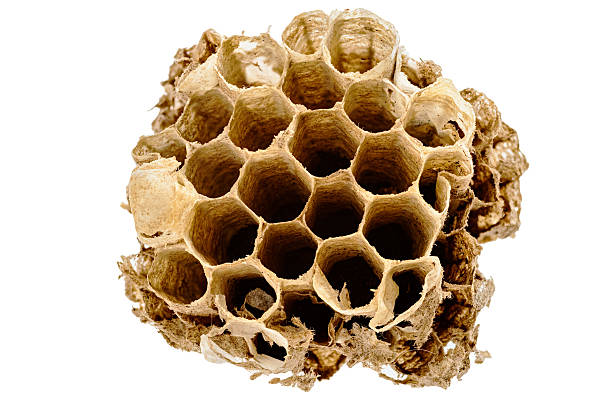 Part of hornets or wasps nest isolated on white