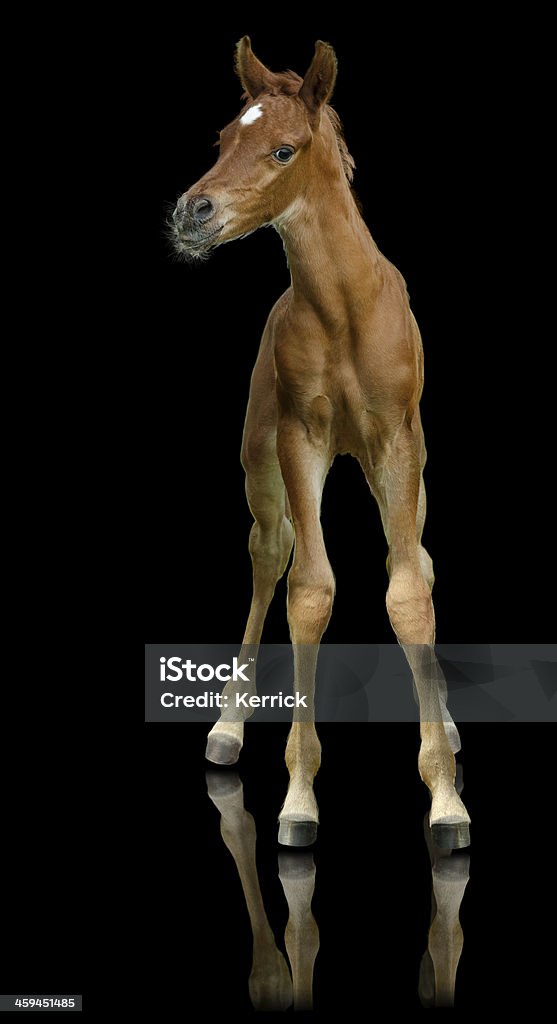 Arabian horse Fohlen sehr stolz, isoliert auf Schwarz - Lizenzfrei Araberpferd Stock-Foto