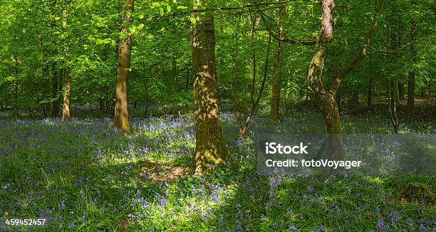 Sielanka Dzikim Lesie Życiem Zielone Liście I Bluebells Panorama - zdjęcia stockowe i więcej obrazów Anglia