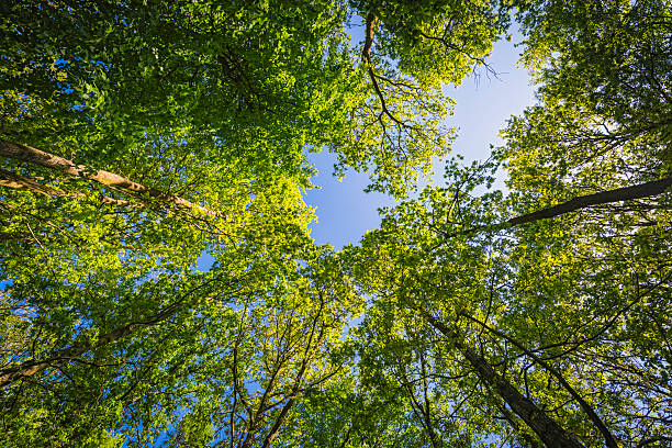 зеленый лес canopy яркой зеленой листвы ниже небесно-голубой - glade forest oak tree tree стоковые фото и изображения