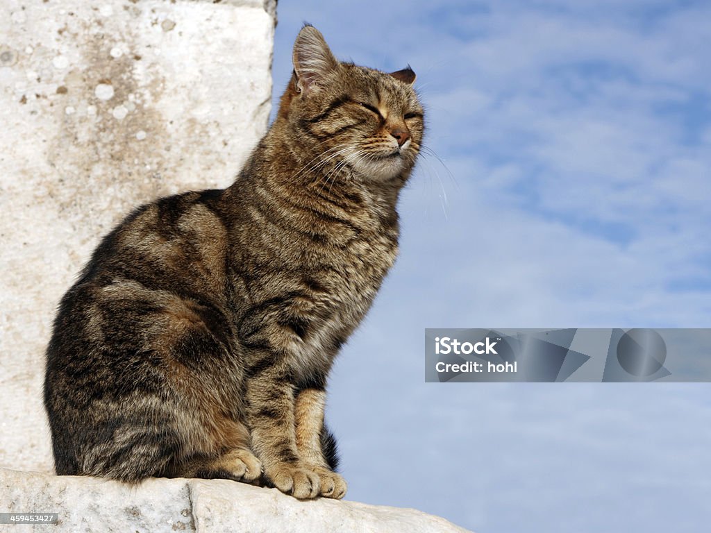 sitting cat tabby cat sitting on stone 12 O'Clock Stock Photo