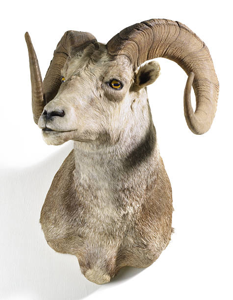 istock Wild Stone Sheep Taxidermy Mount 459453583