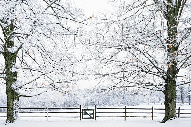 Winterwonderland of snow covered trees, fields and wooden fence.