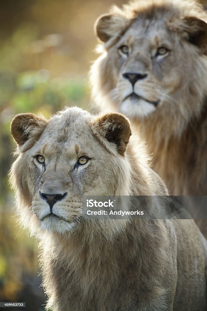 Zwei männliche Löwen - Lizenzfrei Abenddämmerung Stock-Foto
