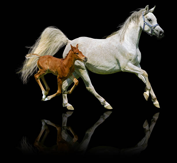 cavalo árabe mare e potro no gallop isolado no preto - horse arabian horse arabia white imagens e fotografias de stock