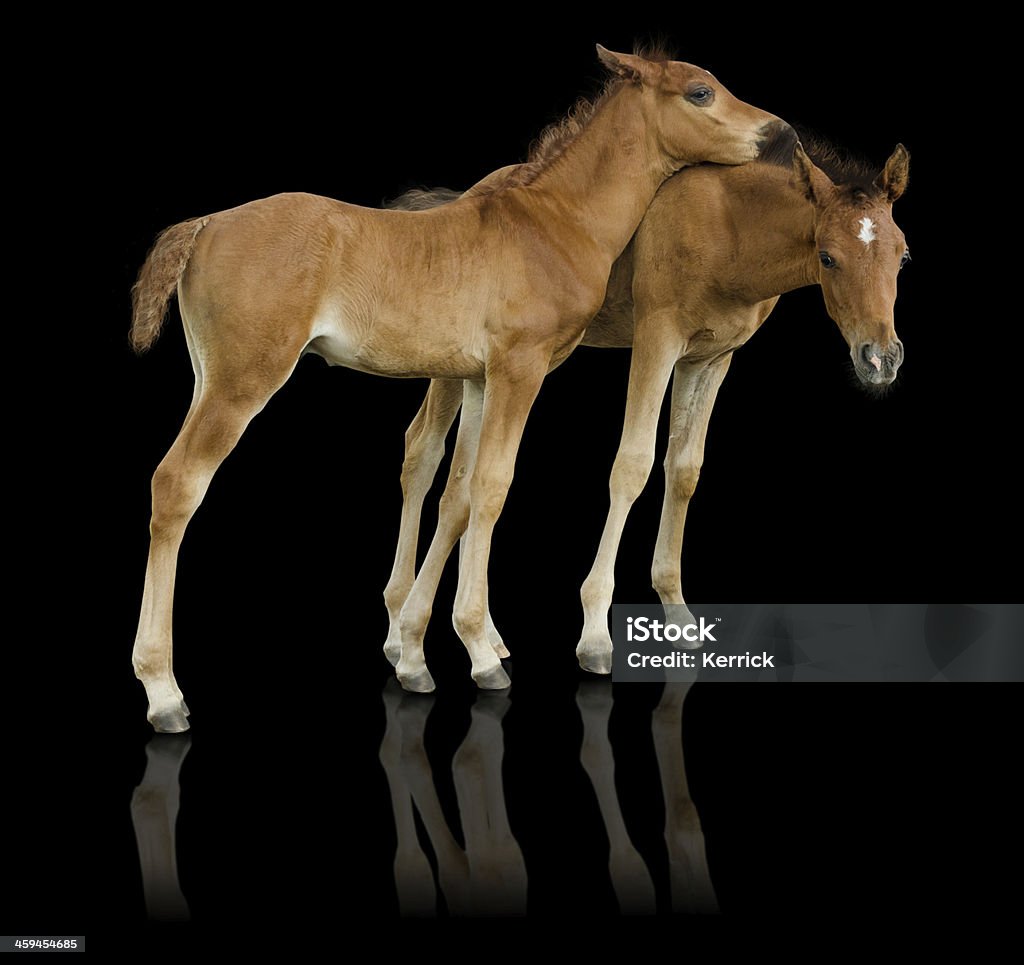 Arabian horse foam hand Kuscheln zusammen-isoliert auf Schwarz - Lizenzfrei Araberpferd Stock-Foto