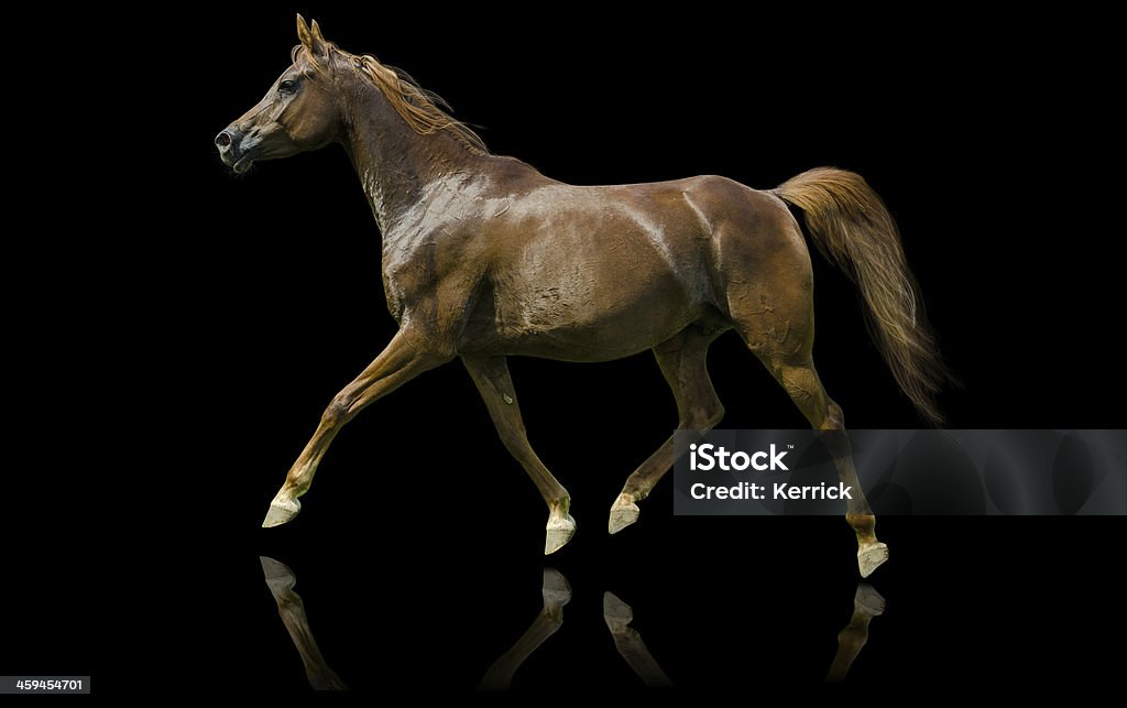 Arabian horse mare-isoliert auf Schwarz - Lizenzfrei Aggression Stock-Foto