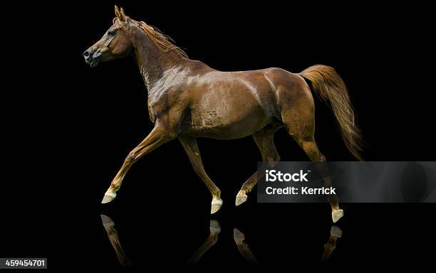 Arabian Horse Mareisoliert Auf Schwarz Stockfoto und mehr Bilder von Aggression - Aggression, Agrarbetrieb, Aktivitäten und Sport