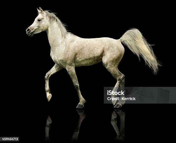 Arabische Pferd Hengst Isoliert Auf Schwarz Stockfoto und mehr Bilder von Aggression - Aggression, Agrarbetrieb, Aktivitäten und Sport