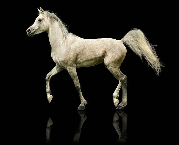 istock Arabian horse stallion - isolated on black 459454713