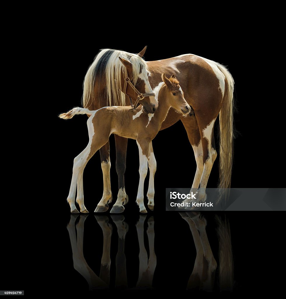 Pinto horse mare und Neugeborene Fohlen-isoliert auf Schwarz - Lizenzfrei Agrarbetrieb Stock-Foto