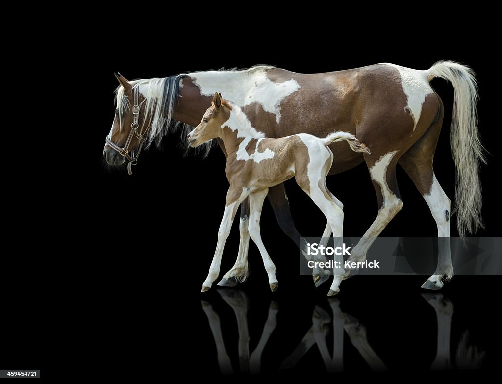 Pinto mare und Neugeborene Fohlen-isoliert auf Schwarz - Lizenzfrei Pferd Stock-Foto