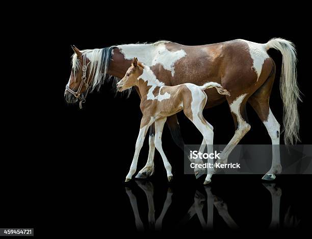 Pinto Mare Und Neugeborene Fohlenisoliert Auf Schwarz Stockfoto und mehr Bilder von Pferd