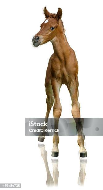 Arabian Horse Fohlen Sehr Stolz Isoliert Auf Weiss Stockfoto und mehr Bilder von Fohlen