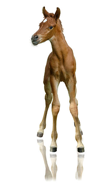 arabian horse - foal very proud isolated on white - genç kısrak stok fotoğraflar ve resimler