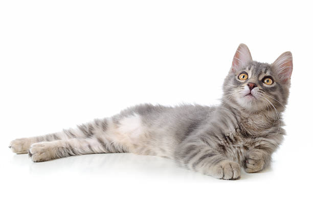 gatto sdraiato/grigio - kitten domestic cat isolated tabby foto e immagini stock