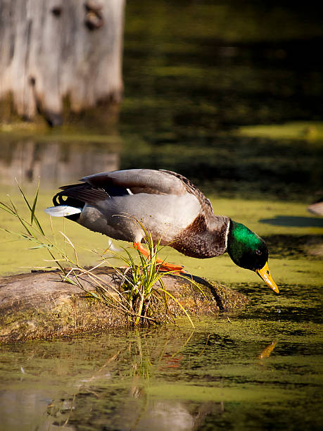 Mallard Duck stock photo