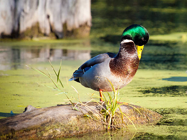 Mallard Duck stock photo