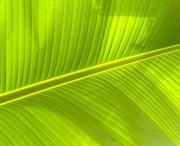 istock closeup of banana leaf texture 459457165