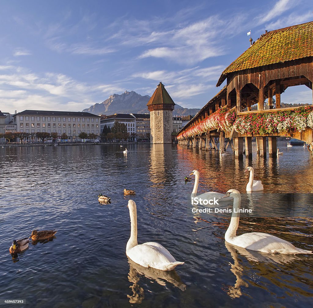 Lucerne, the Chapel Bridge Lucerne, Switzerland, the Chapel Bridge in early morning Bird Stock Photo